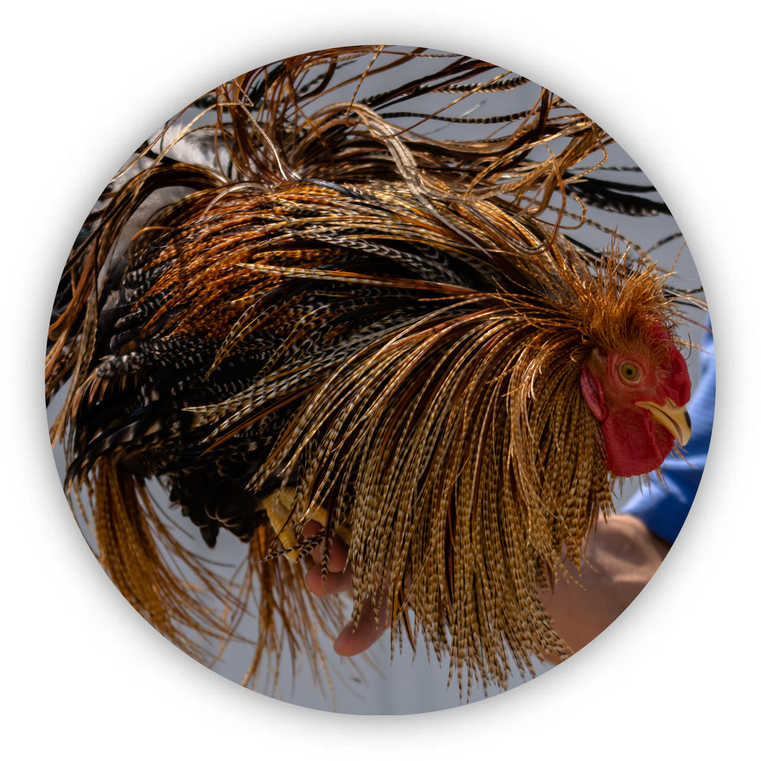 Flash Hackle