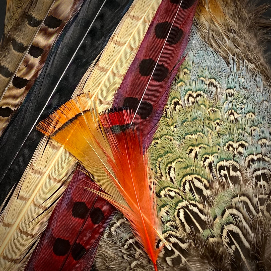 Pheasant Feathers