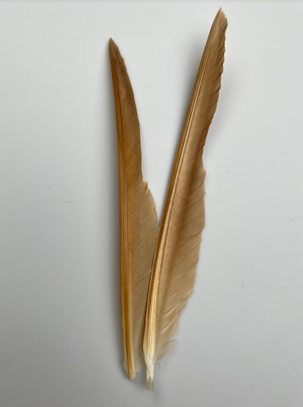 Canada Goose Biot Quills