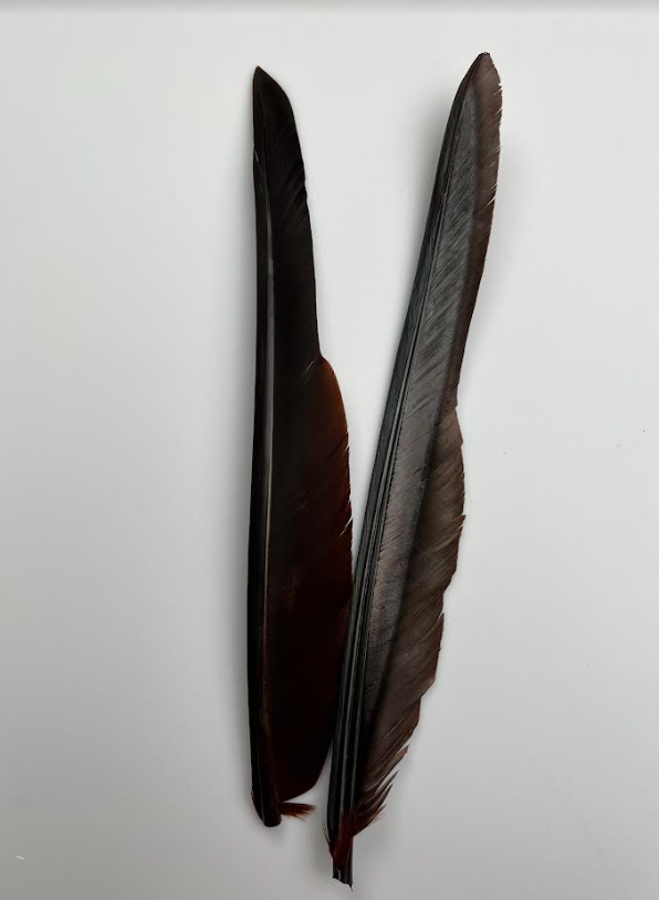 Canada Goose Biot Quills