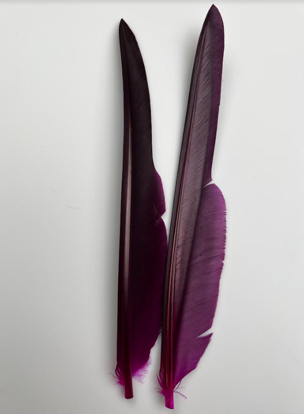 Canada Goose Biot Quills