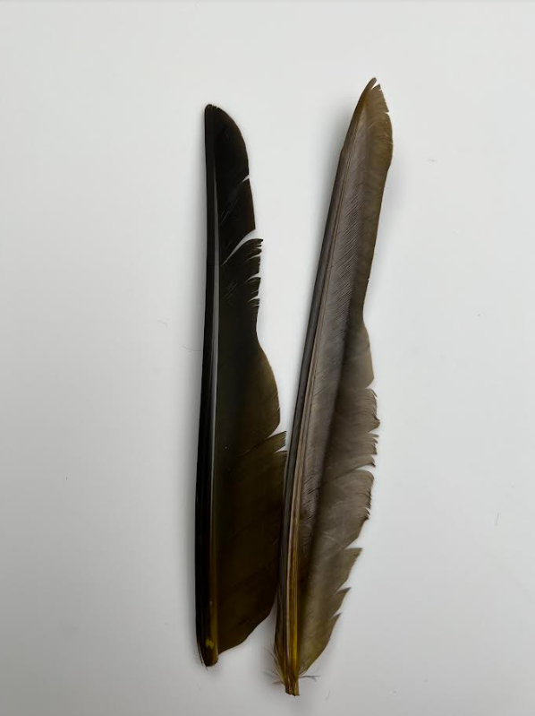 Canada Goose Biot Quills