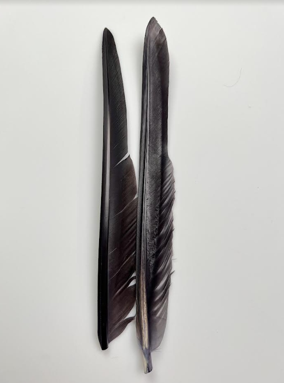 Canada Goose Biot Quills