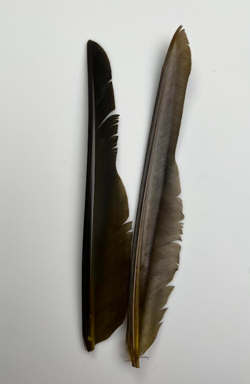 Canada Goose Biot Quills