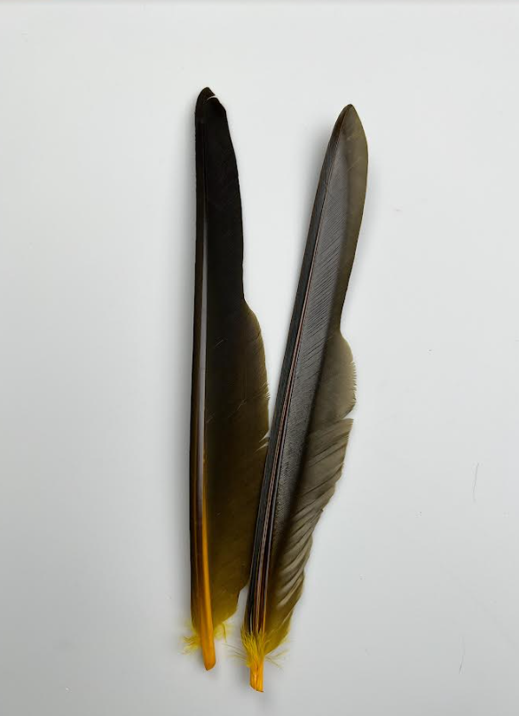 Canada Goose Biot Quills