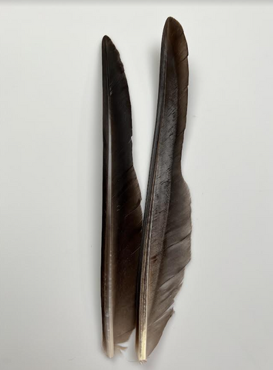 Canada Goose Biot Quills